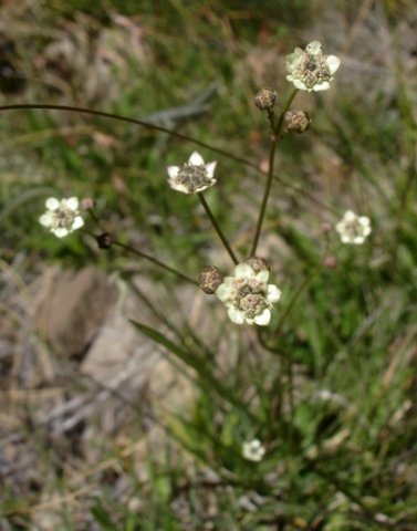 Alepidea natalensis